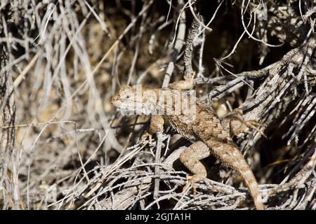 Lizards at Smith Rock, Oregon Stock Photo
