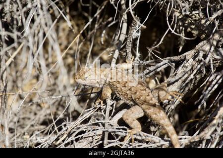 Lizards at Smith Rock, Oregon Stock Photo