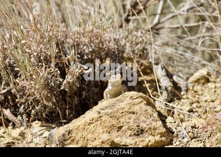 Lizards at Smith Rock, Oregon Stock Photo