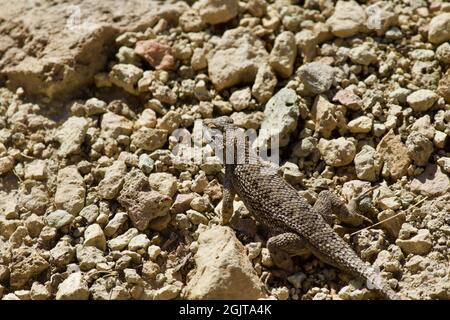 Lizards at Smith Rock, Oregon Stock Photo