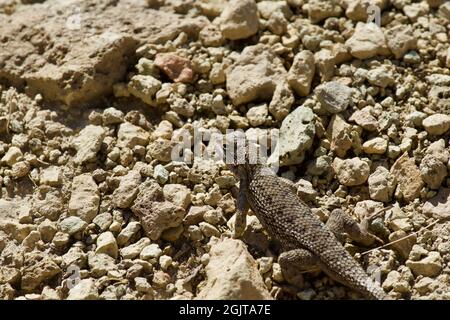 Lizards at Smith Rock, Oregon Stock Photo