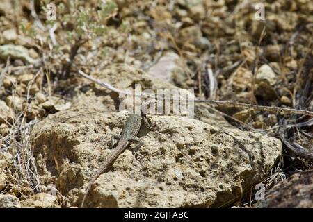 Lizards at Smith Rock, Oregon Stock Photo