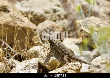 Lizards at Smith Rock, Oregon Stock Photo