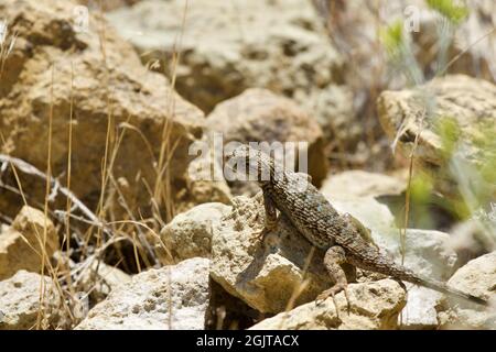 Lizards at Smith Rock, Oregon Stock Photo