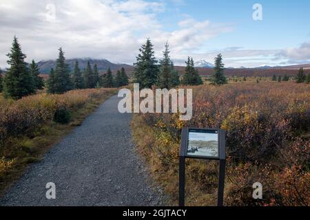 Mt. Denali can be seen from the Mountain Vista walking area in Denali National Park, AK, USA Stock Photo