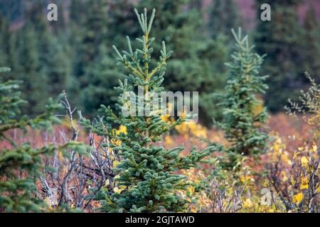 Mt. Denali can be seen from the Mountain Vista walking area in Denali National Park, AK, USA Stock Photo