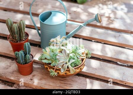 Houseplants decor, succulents, cactuses and watering can on wooden background, easy houseplants to grow Stock Photo
