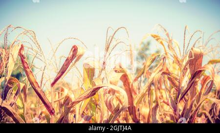 Dried Corn Field Background. Stock Photo