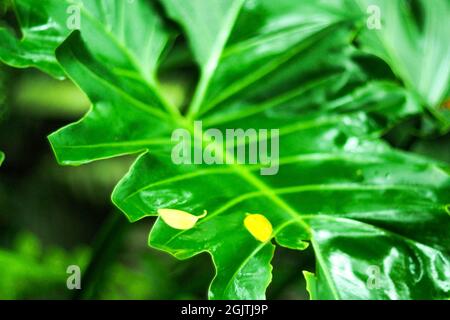 Creative tropical green leaves layout. Nature spring concep after raining fresh environment idea background Stock Photo
