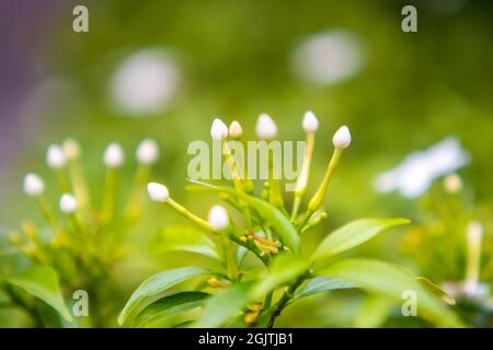 Gardenia Cape Jasmine Gardenia jasminoides. White flower with green leaves Stock Photo