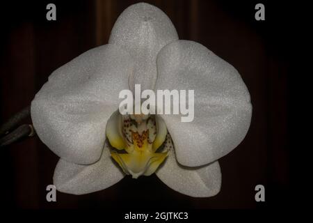 white orchid on black background Stock Photo