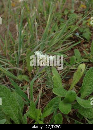 Common Cudweed Stock Photo