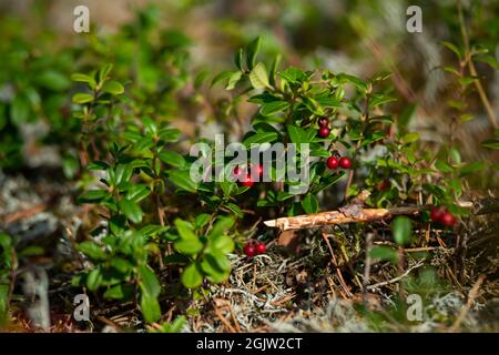 Vaccinium oxycoccos is also known as small cranberry, bog cranberry, swamp cranberry. Harvest wild berries. Fresh un-picked cranberries in a cranberry Stock Photo
