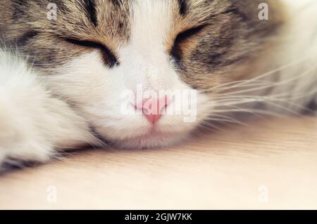 beautiful domestic cat sleeping on the floor Stock Photo
