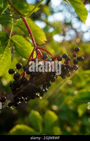 A bunch of black elderberries on a background of green foliage, sunny day Stock Photo
