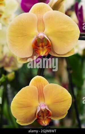 Two yellow orchids on a green background. Close-up. Stock Photo