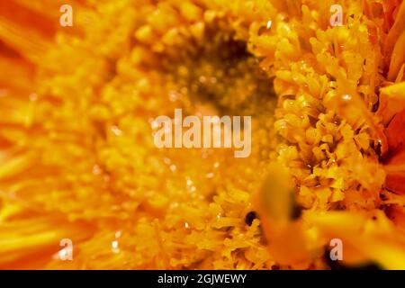 beautiful orange gazania flower with selective focus close up Stock Photo