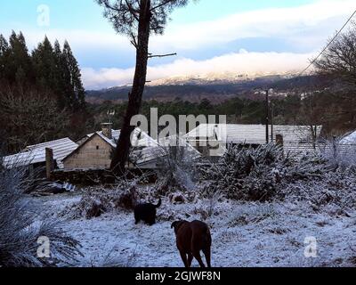 dogs walking in the snow Stock Photo