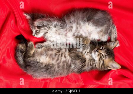 Two adorable kittens lie and sleep on a red blanket top view. Stock Photo