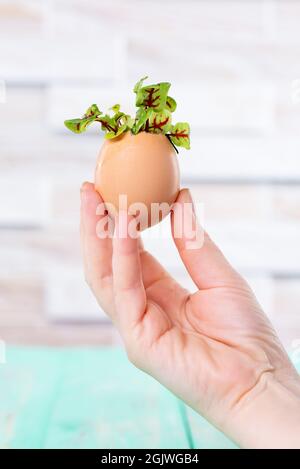 Microgreen sprouts in eggshell. Easter decorations. Easter egg. Stylish rural still life. Zero Waste Concept. Stock Photo