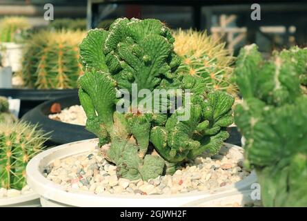 Closeup Potted Crested Blue Candle Cactus or Myrtillocactus Geometrizans F. Cristata Stock Photo