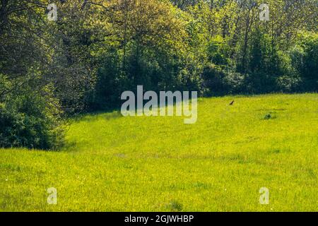Red fox (Vulpes vulpes) in a meadow, Switzerland Stock Photo