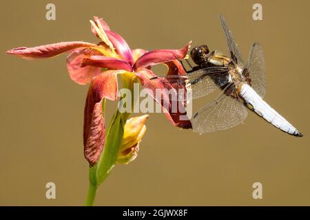 Iris fulva and dragonfly on flower Iris 'Little Cajun' Libellula depressa male Insect flower big insect Stock Photo