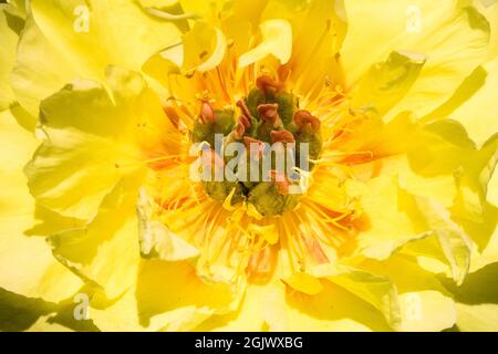 Intersectional Peony Itoh, Peony 'Garden Treasure' Stock Photo