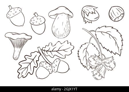 Hand Drawn Harvest Elements Set. Oak leaves, acorns, hazelnut, mushrooms. Forest decorative collection for print, sticker, invitation and greeting cards design and decoration. Premium Vector Stock Vector