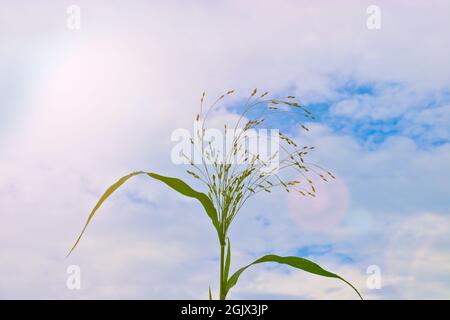 Top of a corn plant on a background of the sky with clouds. Agriculture. Stock Photo