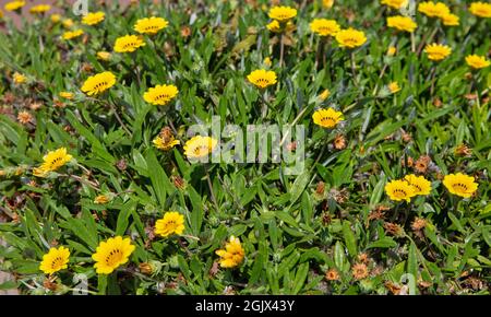 Yellow daisies growing in the field in sunlight closeup Stock Photo