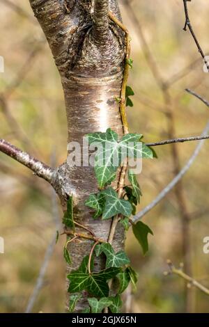Ivy leaves wrapped around beech tree green leaves Stock Photo