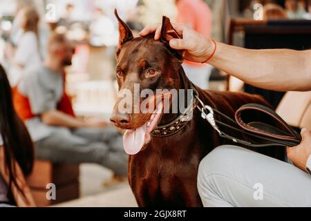 Brown adult Doberman pinscher with a collar. Pet day in the city park - bright summer sun light. The owner strokes the dog and touches his ear Stock Photo