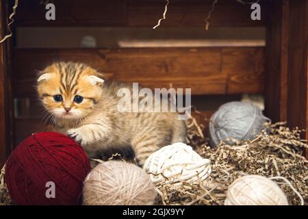 British shorthair kitten playing with balls of thread in a wooden box. Rustic style. Stock Photo