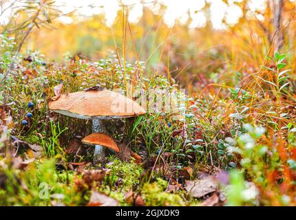 Two mushrooms, large and small with red hats in the middle of a berry glade. Stock Photo