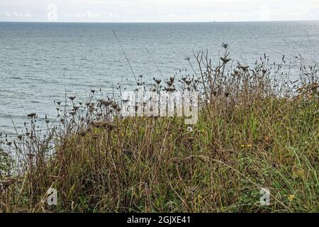 Clifftop plants and grasses poverlooking the English Channel at Portwrinkle on the Rame Peninsula in Cornwall in September as Autumn arrives Stock Photo