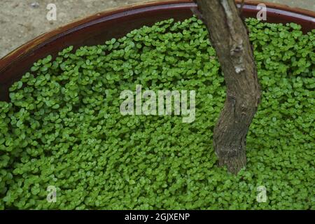 Mind your own business plant Soleirolia soleirolii forming ground cover in a plant pot. Stock Photo