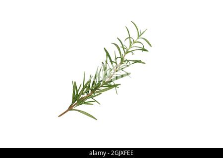 Fresh sprig rosemary on white background. isolated Stock Photo