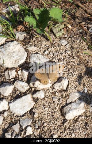 View of lasiommata maera butterfly in north of Italy Stock Photo