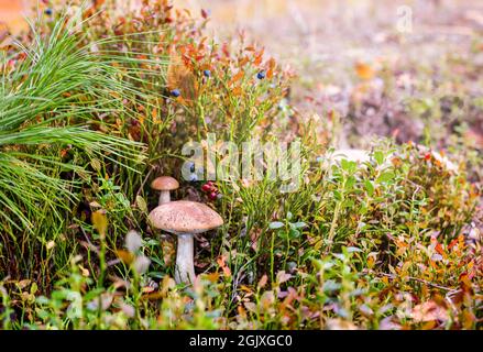 Birch mushrooms near the cedar branch. Forest landscape. Stock Photo