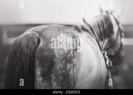 A black-and-white image of a dappled gray unsaddled horse with a fluffy tail. Livestock. Equestrian life. Stock Photo