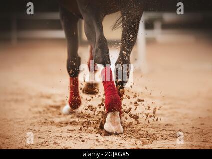 The legs are a dark horse running trot, hoofs and raising dust in the ...