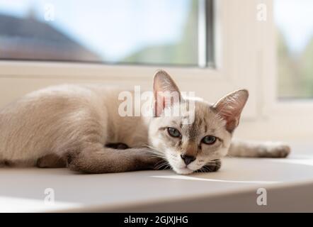 tabby little kitten lying on the windowsill in living room Stock Photo