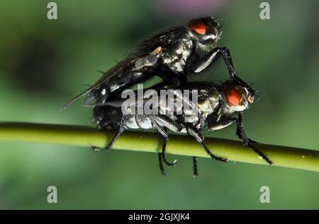 Flesh flies (Sarcophaginae) mating on a plant stem in a garden. Stock Photo