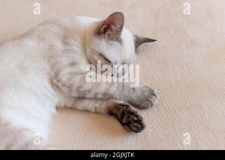 portrait of little kitten sleeping with paw covering face Stock Photo
