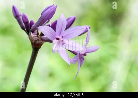 'Tulbaghia violacea'  or society garlic, wild garlic, sweet garlic, spring bulbs, is a flowering plant in the family Amaryllidaceae Stock Photo