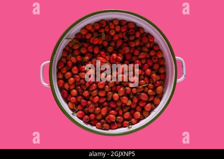 Freshly picked rose hips. Known as the dog rose (Rosa canina). Rose hips fruits in a metal bowl. Stock Photo