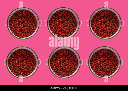 Freshly picked rose hips. Known as the dog rose (Rosa canina). Rose hips in metal bowls. Stock Photo