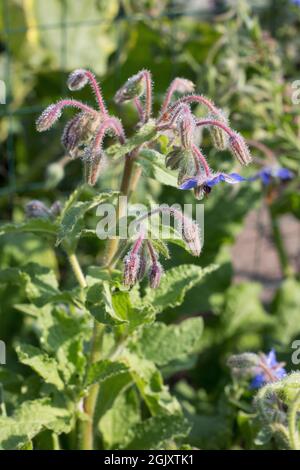 Borago officinalis - borage. Stock Photo