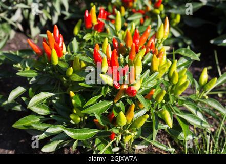 Capsicum annuum 'Candlelight' peppers growing in a garden. Stock Photo